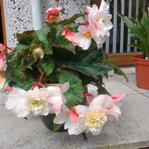 begonia angelique.